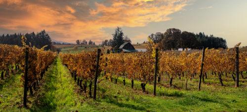 vineyard fall barn