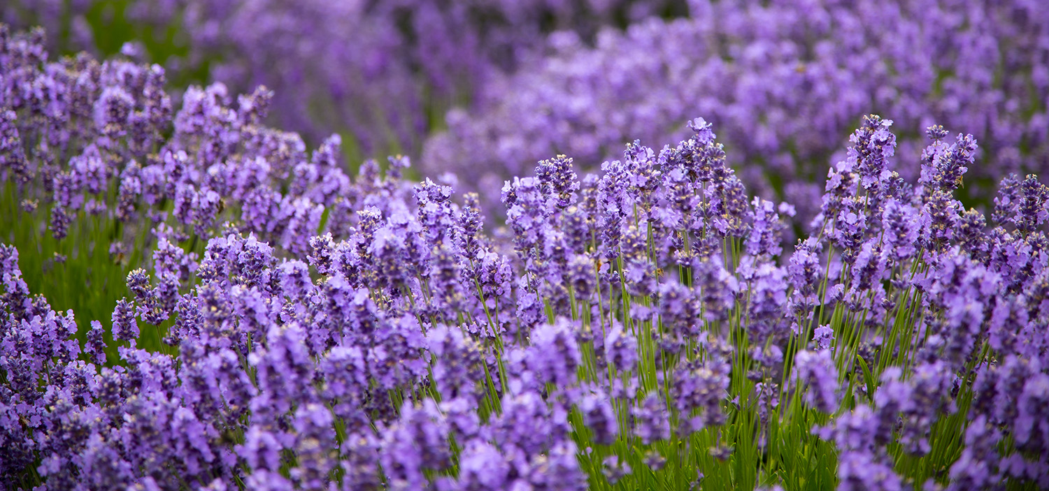 Newberg Lavender Trail - Taste Newberg