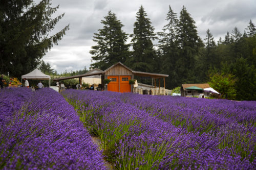 Wayward Winds Lavender Farm in Newberg