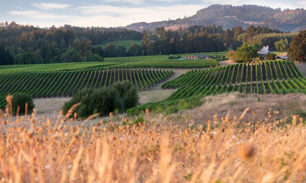 Newberg wineries deals