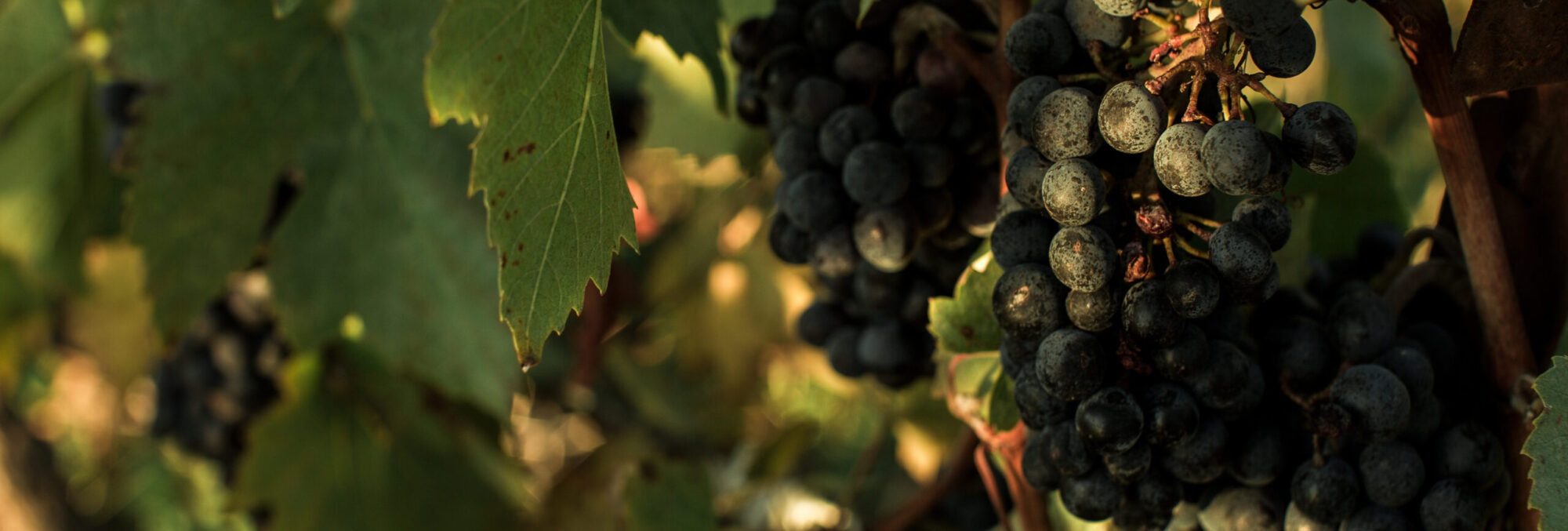 Newberg/Dundee Tourism