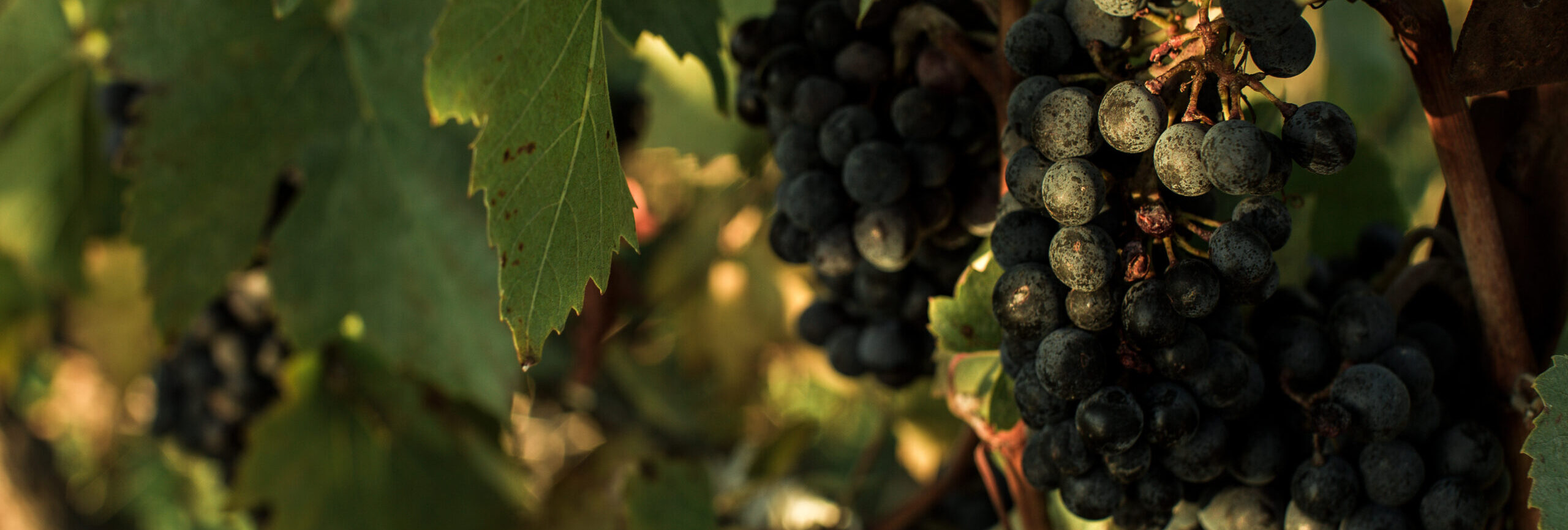 Newberg/Dundee Tourism