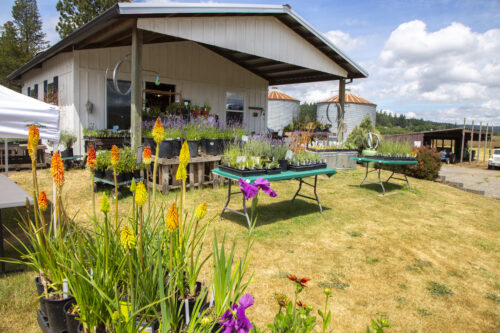 Bright colored flowers in front of a small shop.