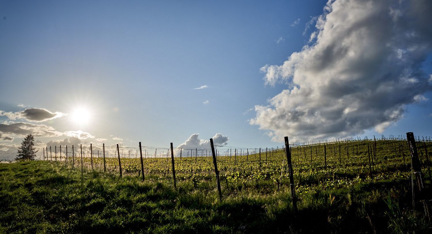 REXHILL Vineyard Newberg OR