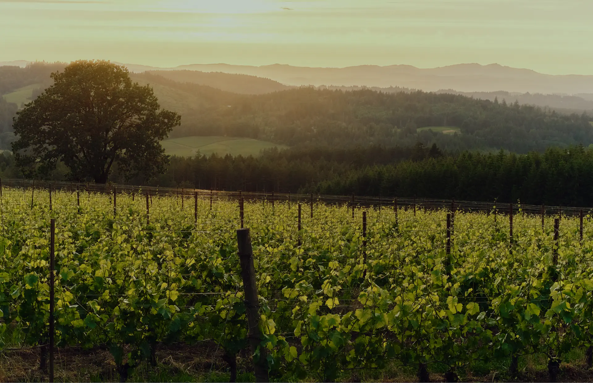 A vineyard at sunset with rolling hills, a large tree, and golden light casting over the lush green vines.