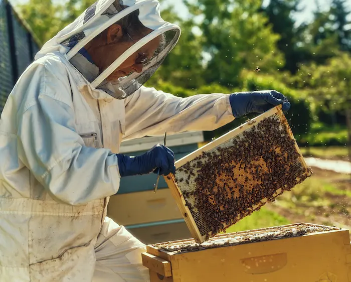 A beekeeper in protective gear carefully lifts a honeycomb frame covered in bees on a sunny day.