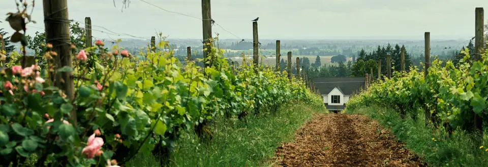 A scenic vineyard with green vines and blooming roses leading to a small house under a cloudy sky.