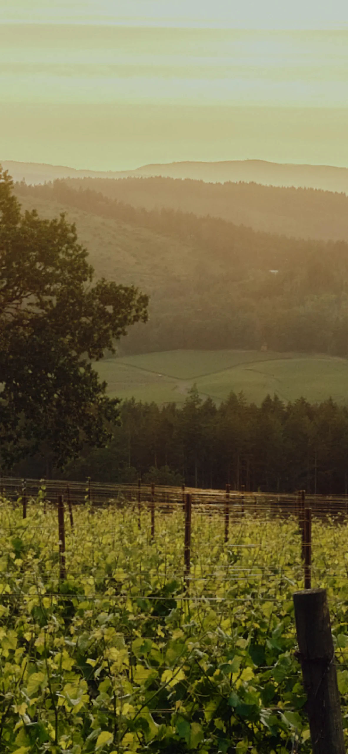 Lush green farmland with curved rows of crops, a large tree, and rolling hills under a cloudy sky.
