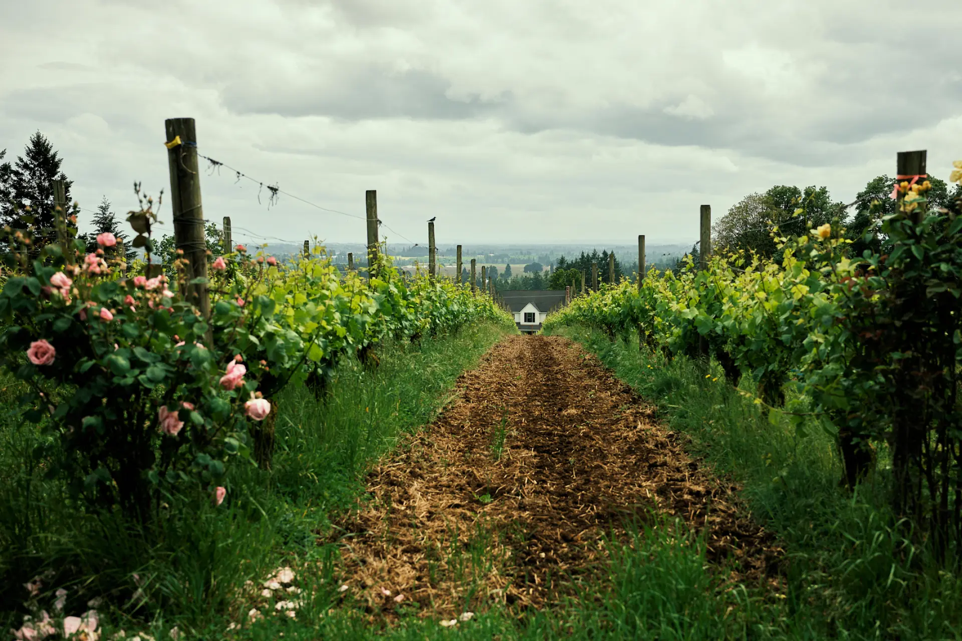 A scenic vineyard with green vines and blooming roses leading to a small house under a cloudy sky.