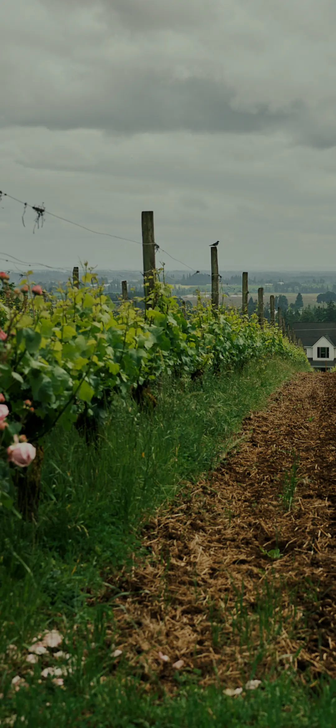A scenic vineyard with green vines and blooming roses leading to a small house under a cloudy sky.