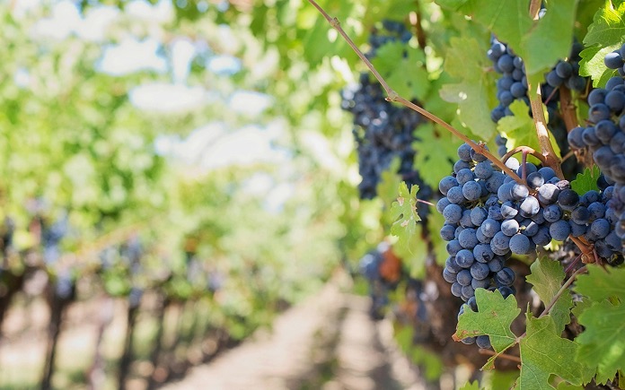 Close-up of grapes growing on the vine