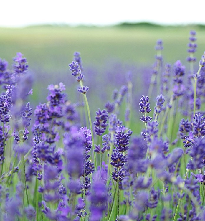 Field of lavender against a grassy background