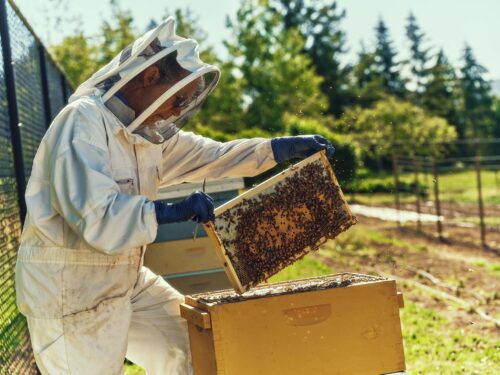 Person in beekeeping suit working with bees