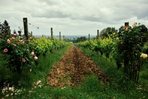 A row of grapes planted in a vineyard