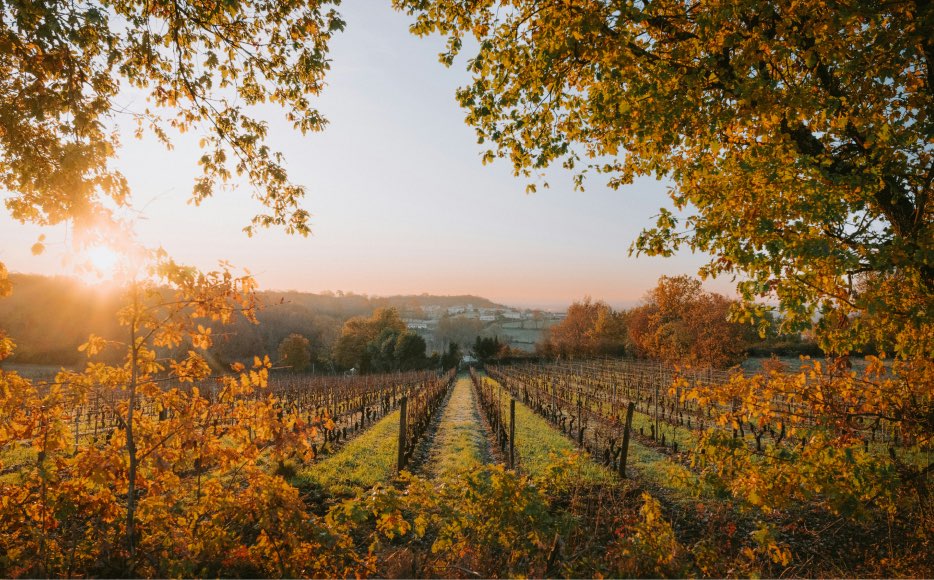Sunset view of rows of grapes growing in a vineyard, with fall leaves in the foreground framing the scene