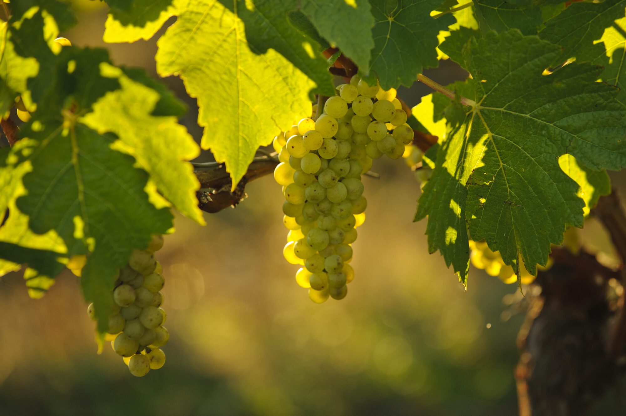 Harvest Season, grape vine